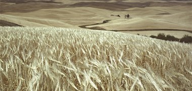 COVID-19 : 27 pays menacés par une crise alimentaire, selon la FAO