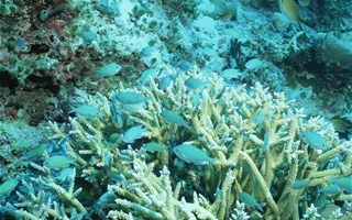 Les crèmes solaires non bio détruisent la biodiversité marine