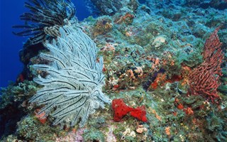 Les crèmes solaires détruisent les récifs coralliens