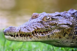 Crocodile