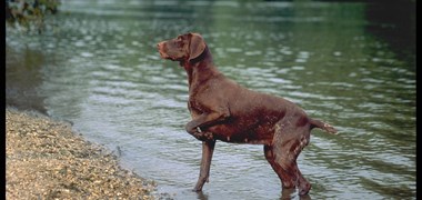 Des cyanobactéries dans la Loire à l'origine du décès de 13 chiens
