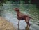 Des cyanobactéries dans la Loire à l'origine du décès de 13 chiens