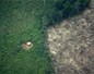 La déforestation aggrave le risque de maladies émergentes
