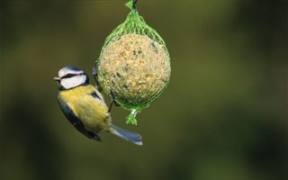 Diminution des oiseaux de jardin aux mangeoires