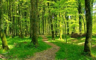 Diversité arbres forêt