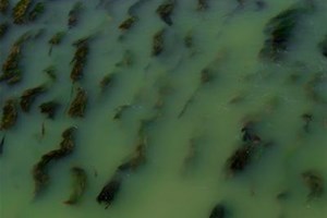 Eau polluée
