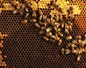 Effondrement des colonies d'abeilles : les apiculteurs se révoltent