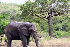 Eléphant