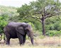 Eléphant