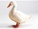 Epidémis de grippe aviaire : les 600 000 canards des Landes vont être abattus