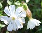 Une fleur silene pousse 30000 ans après