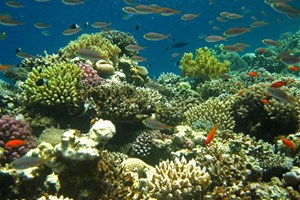 Fonds sous-marins, poissons et coraux