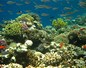 Fonds sous-marins, poissons et coraux