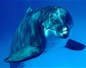 France Nature Environnement dénonce le massacre des dauphins sur les côtes françaises