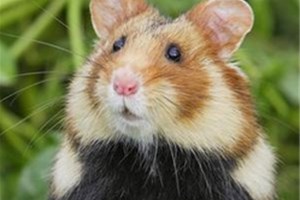 Grand Hamster d'Alsace