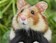 Grand Hamster d'Alsace