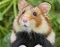 Grand Hamster d'Alsace