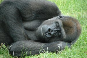 Grand singe