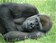 Grand singe