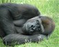 Grand singe