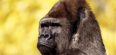 Les grands gorilles menacés d'extinction