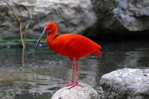 Ibis rouge