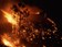 Incendies en Australie : une catastrophe pour la biodiversité locale