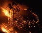 Incendies en Australie : une catastrophe pour la biodiversité locale