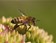 Les insecticides néonicotinoïdes triplent la mortalité des abeilles sauvages