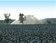 Irrigation d'un champs