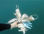 Des masques et des gants jetables déjà retrouvés dans la mer méditerranée