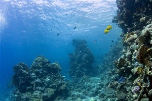 Sous la mer