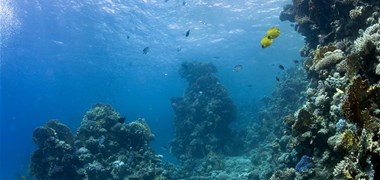 Sous la mer
