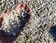 Des microbilles de plastique envahissent les plages du littoral atlantique