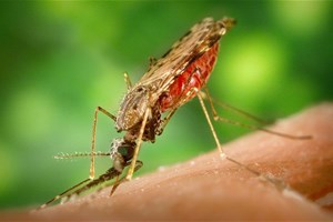 Moustique Anophèle porteur du paludisme