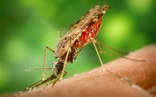 Moustique Anophèle porteur du paludisme