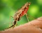 Moustique Anophèle porteur du paludisme