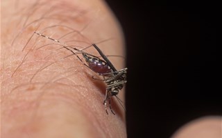 Moustique porteur du zika, dengue, chikungunya