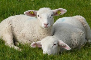 Moutons