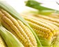 OGM : l'Europe autorise leur culture, les Etats auront le droit de les interdire
