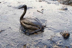 Oiseau souillé par une marée noire