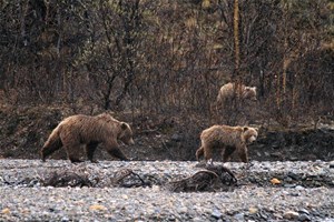 Ours bruns