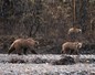Ours bruns