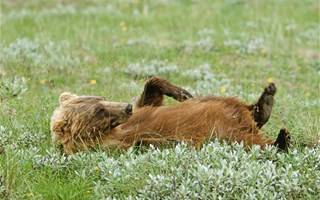 Deux ourses vont être réintroduites dans les Pyrénées