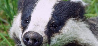 Ouverture de la chasse au blaireau : une pratique cruelle interdite dans les autres pays d'Europe occidentale