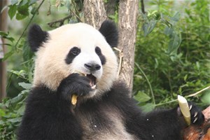 Panda en train de manger