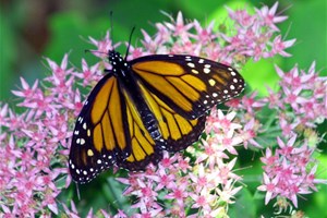 Papillon, fleur et biodiversité