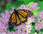 Papillon, fleur et biodiversité