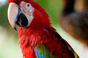 Perroquet Ara Amazonie