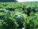 Des pesticides interdits retrouvés dans des salades vendues en supermarché